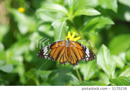 striped tiger butterfly, butterfly, butterflies 3170236