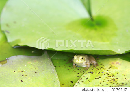 amphibian, amphibians, an amphibian 3170247