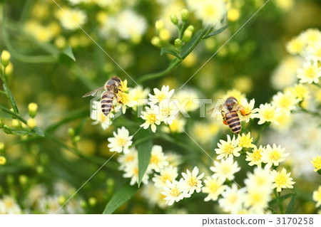 A good friend Hanaab 3170258