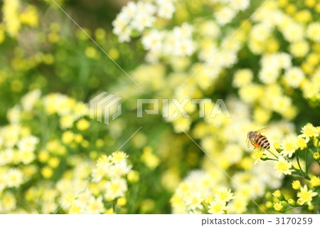 哈納布吮吸蜂蜜 3170259