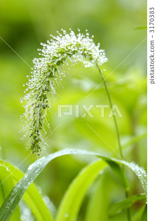 Enokorogasa clad in polka dot Enokorogasa clad in polka dot 3170383