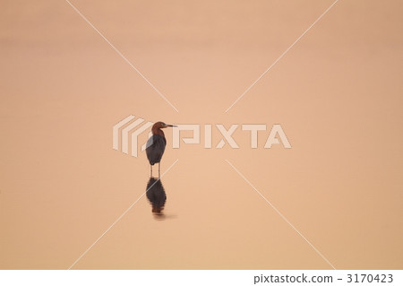 Sanshika蒼鷺 3170423