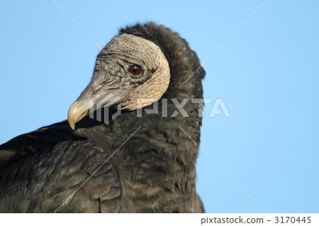 Cro Condor Cro Condor 3170445