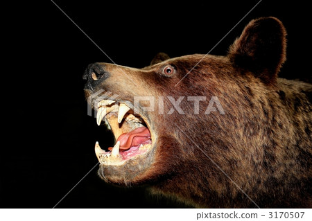 強大的滿分！蓋章熊 3170507