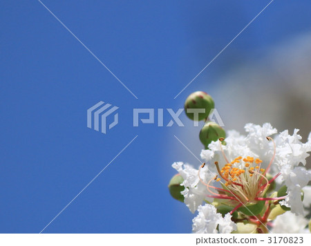 Saruberry flowers (white flower) 3170823