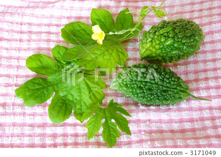 Bitter gourd 3171049