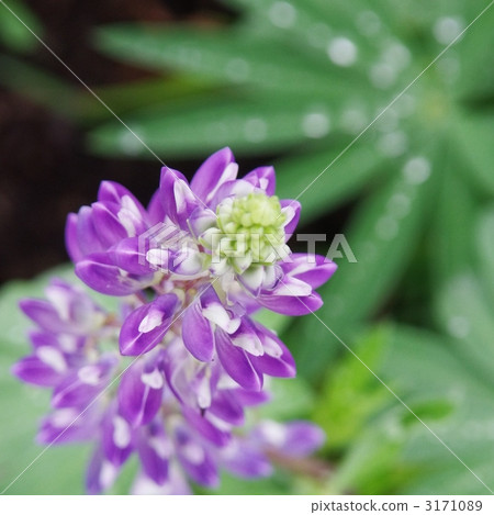 lupine, bloom, blossom 3171089