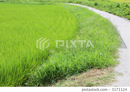 Rural landscape 3171124