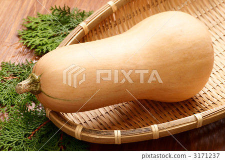 Butter nut pumpkin 3171237