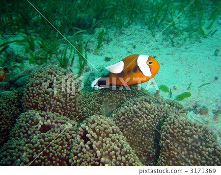 Touaka Anemonefish Touaka Anemonefish 3171369