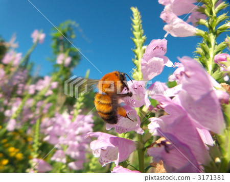 Floral Tora-nao and bumblebee Floral Tora-nao and bumblebee 3171381