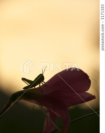 在日落的螞蚱 在日落的螞蚱 3171383