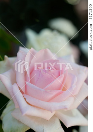 淡粉色玫瑰 3171390