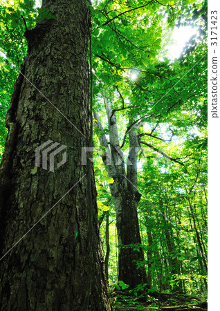 Native forest 3171423