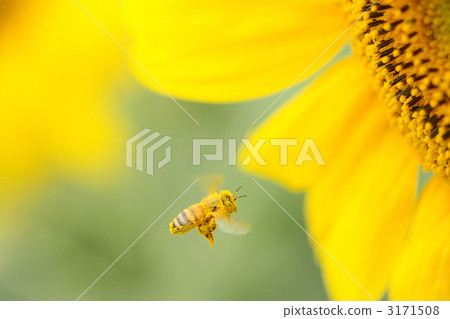 飛行通過向日葵領域的蜜蜂 3171508