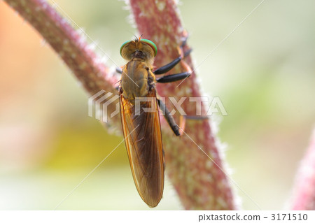 Aomedab從後面看 3171510