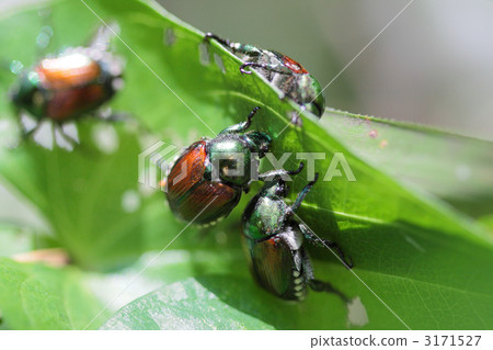 吃葉子的眼睛葉子在小組 3171527