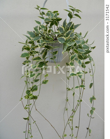 vinca major, madagascar periwinkle, apocynaceae 3171542