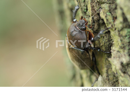 A female beetle climbing a tree A female beetle climbing a tree 3171544