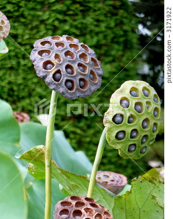 蓮花真的 3171922