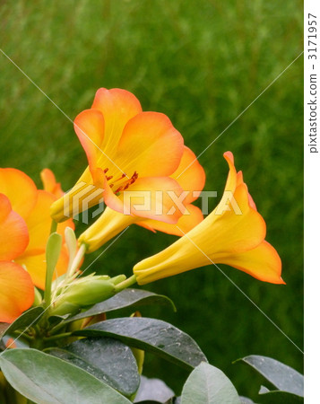 Vire rhododendron Vire rhododendron 3171957
