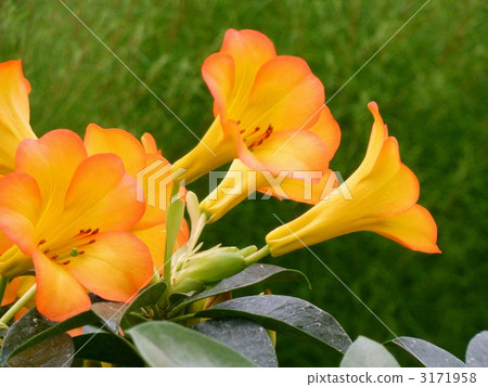 Vire杜鵑花 Vire杜鵑花 3171958
