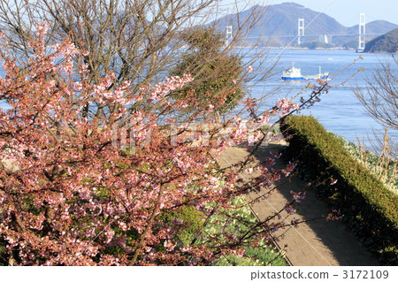 wild cherry tree, wild cherry blossom, shimanami 3172109