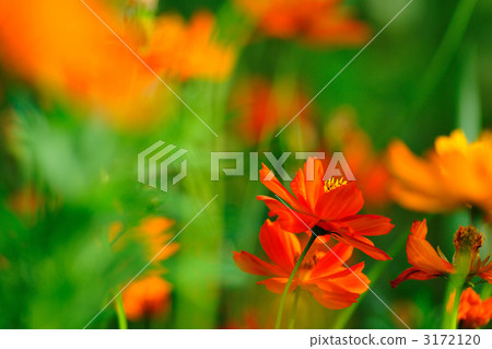 An indigo smile. 3172120