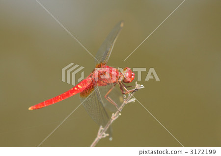 An ecology picture of Shounen dragonfly 3172199