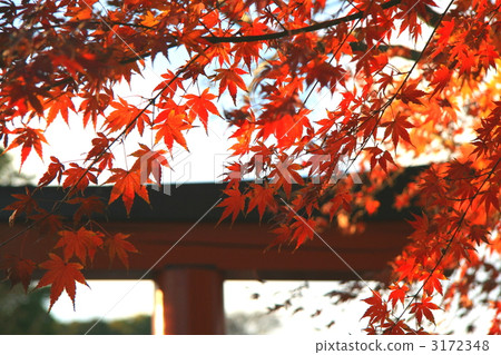 在秋葉神社背景 在秋葉神社背景 3172348