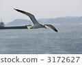 海鷗 鷗 鳥兒 3172627