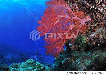 大海蝨 大海蝨 3173260