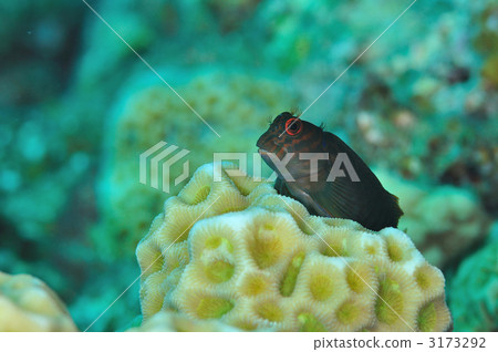 Beni Tsuke Trout Frog 3173292