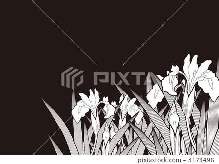 菖蒲 鳶尾 西伯利亞鳶尾 3173498