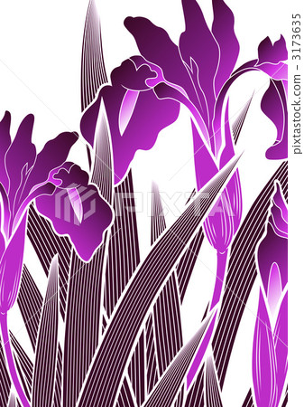 菖蒲 鳶尾 西伯利亞鳶尾 3173635