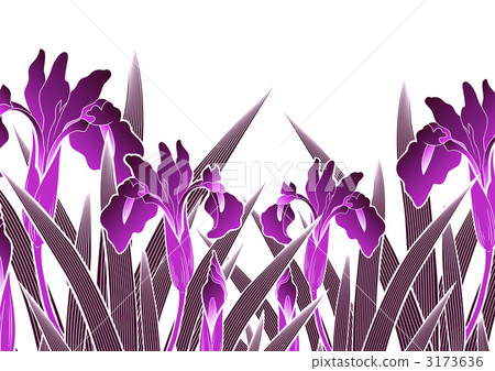 菖蒲 鳶尾 西伯利亞鳶尾 3173636