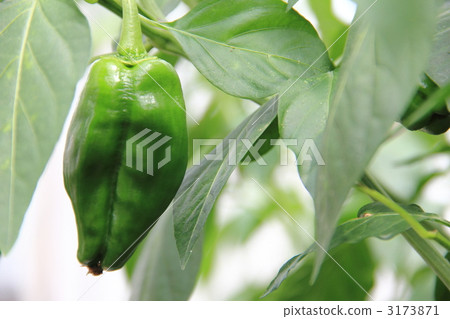 green pepper green pepper 3173871