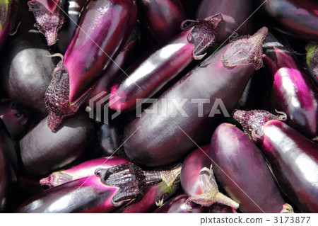 eggplant 3173877