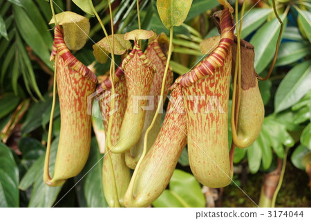 甜菜卡特彼勒工廠飛行 甜菜卡特彼勒工廠飛行 3174044