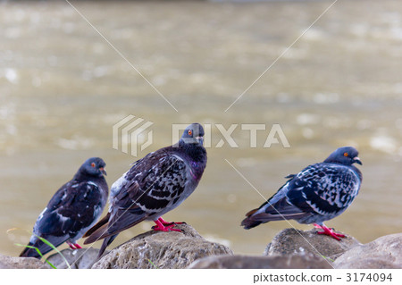 Pigeons 3174094
