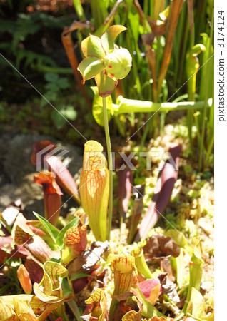 Salacenia垂直的葉子和花 3174124