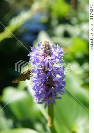 Pontedea在水邊開花 Pontedea在水邊開花 3174272