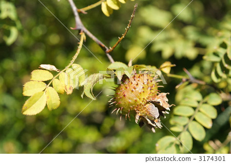 Fruit of sanshou rose 3174301