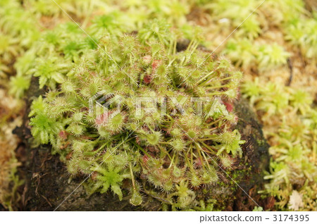 威爾士洋蔥 3174395