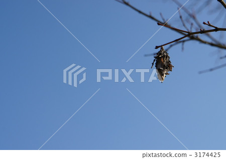 hornworm, insect, insects 3174425