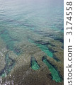 coral, Okinawa, nature 3174558
