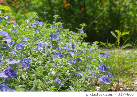 August American Blue Hiragao family 05 August American Blue Hiragao family 05 3174603