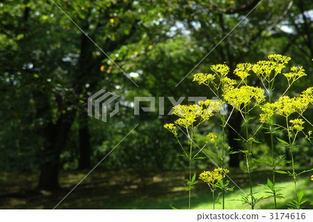 August Ominae and Ominaeidae 32 3174616