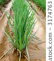 leek field, welsh onion, vegetables 3174763