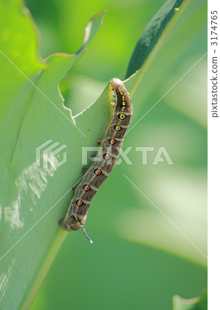 Caterpillar larva Caterpillar larva 3174765
